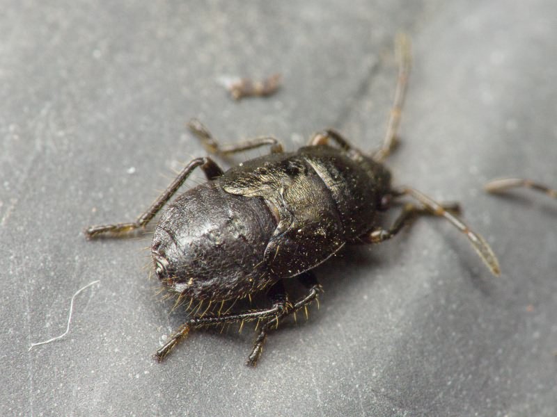 Sphragisticus nebulosus (Fallen, 1807)